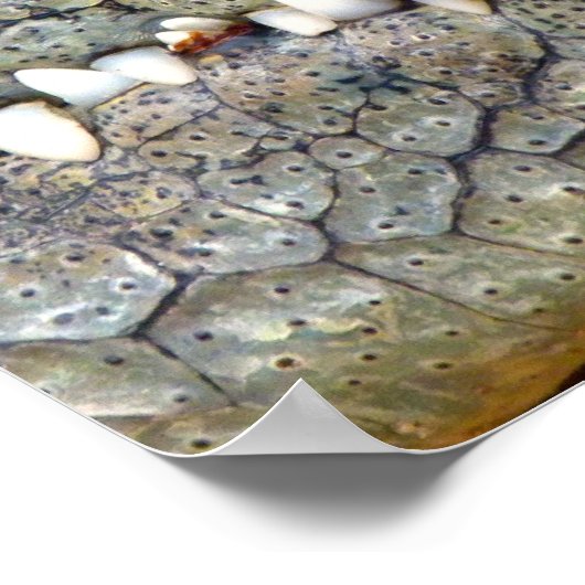 Krokodile-Alligator-Zahnposter Poster (Ecke)