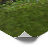 Krokodile Augen Poster (Ecke)