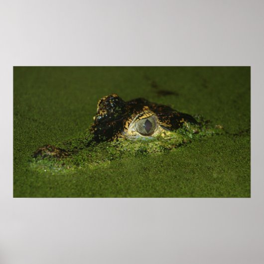Krokodile Augen Poster (Vorne)
