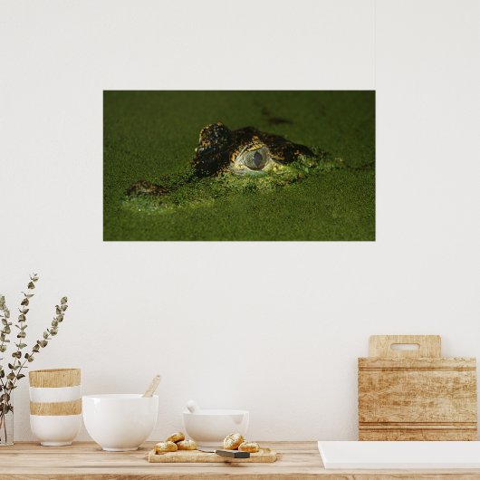 Krokodile Augen Poster (Küche)
