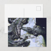 Krokodile Farm Postkarte (Vorne/Hinten)