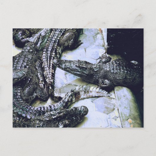 Krokodile Farm Postkarte (Vorderseite)