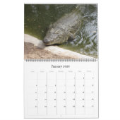 Krokodile  kalender (Jan 2026)