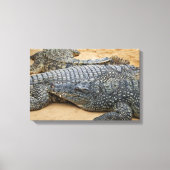 Krokodile Leinwanddruck (Vorderseite)
