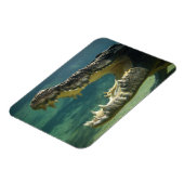 Krokodile Magnet (Linke Seite)