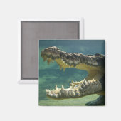Krokodile Magnet (Vorderseite/Rückseite)