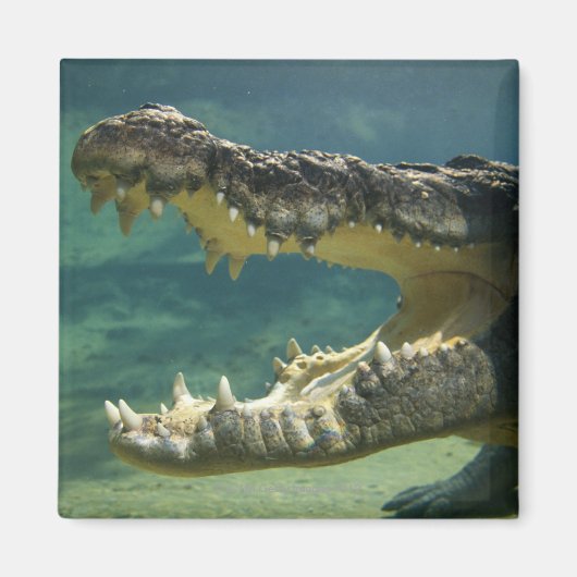 Krokodile Magnet (Vorne)