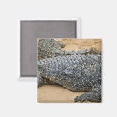 Krokodile Magnet (Vorderseite/Rückseite)