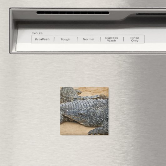 Krokodile Magnet (In Situ (Geschirrspüler))