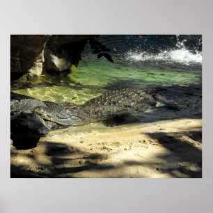 Krokodile Poster