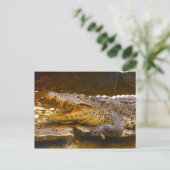 Krokodile Postkarte (Stehend Vorderseite)