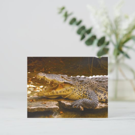 Krokodile Postkarte (Stehend Vorderseite)