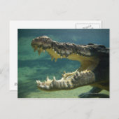 Krokodile Postkarte (Vorne/Hinten)