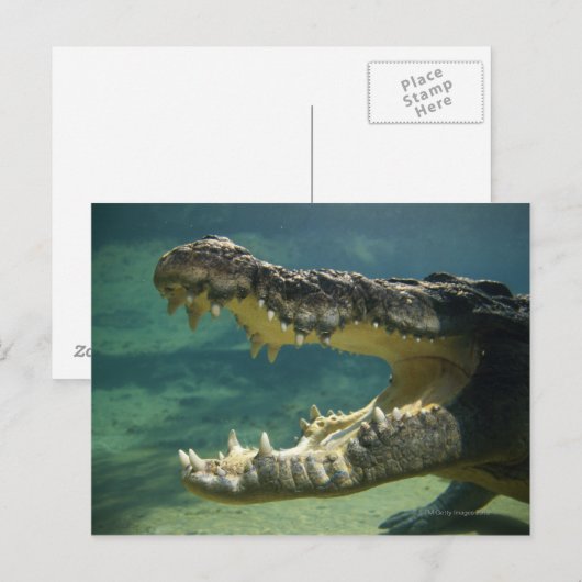 Krokodile Postkarte (Vorne/Hinten)