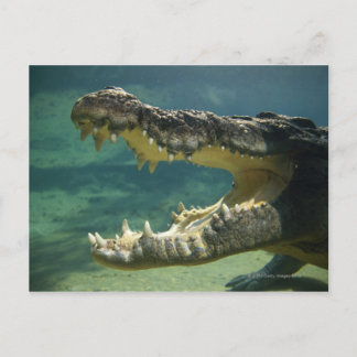 Krokodile Postkarte