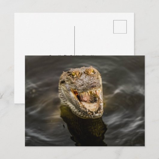 Krokodile Postkarte (Vorne/Hinten)