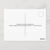 Krokodile Postkarte (Rückseite)