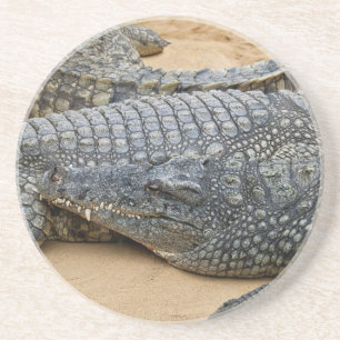 Krokodile Untersetzer