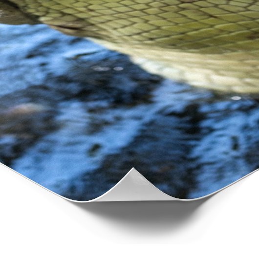 Krokodile Zähne Wasser Poster (Ecke)