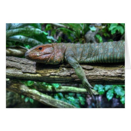 Krokodilteju (Vorderseite (Horizontal))