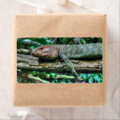 Krokodilteju (Insitu)