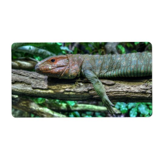 Krokodilteju (Vorne)