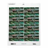 Krokodilteju (Vorne)