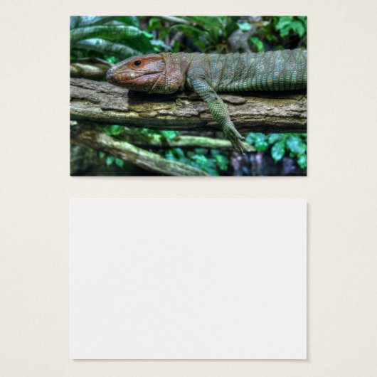 Krokodilteju (Vorne & Hinten)