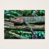 Krokodilteju (Vorderseite)