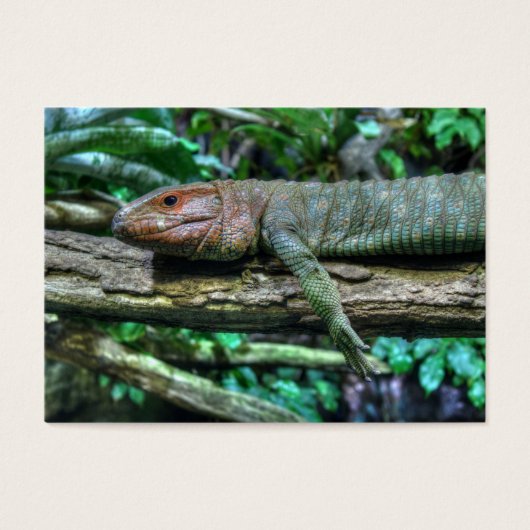 Krokodilteju (Vorderseite)