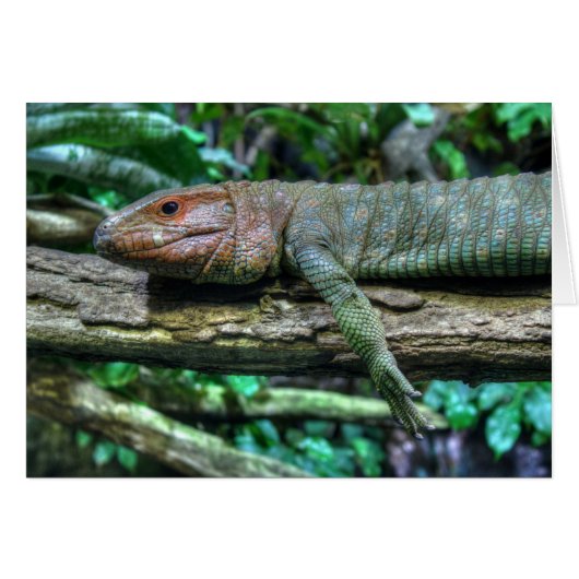 Krokodilteju (Vorderseite (Horizontal))