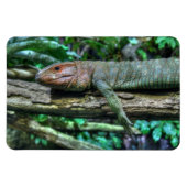 Krokodilteju Magnet (Horizontal)