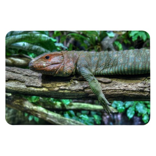 Krokodilteju Magnet (Horizontal)