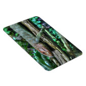 Krokodilteju Magnet (Rechte Seite)