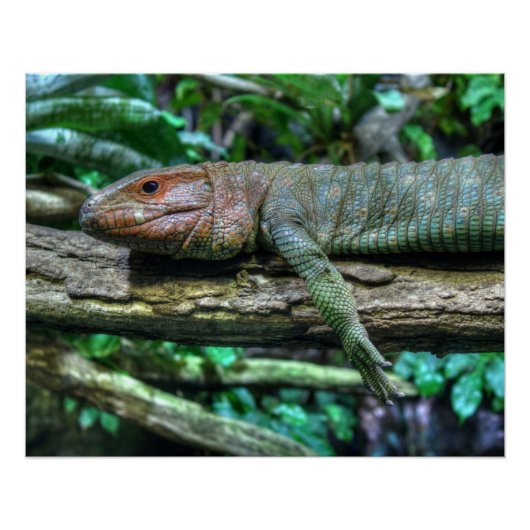 Krokodilteju Poster (Vorderseite)