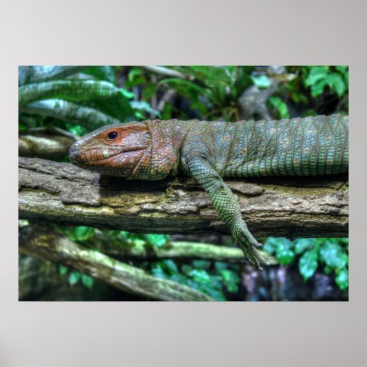 Krokodilteju Poster (Vorne)