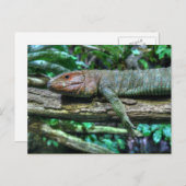 Krokodilteju Postkarte (Vorne/Hinten)