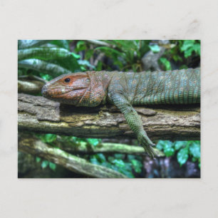 Krokodilteju Postkarte