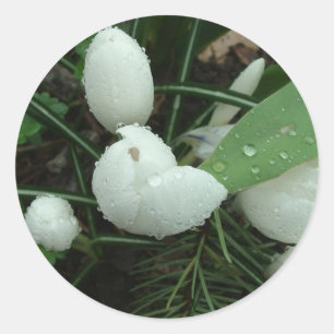 Krokus,番红花 Runder Aufkleber