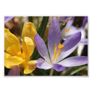 Krokus-12x18 photographischer Druck