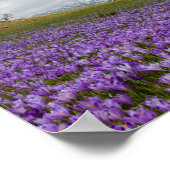 Krokus-Blume in Velika Planina, Slowenien Poster (Ecke)