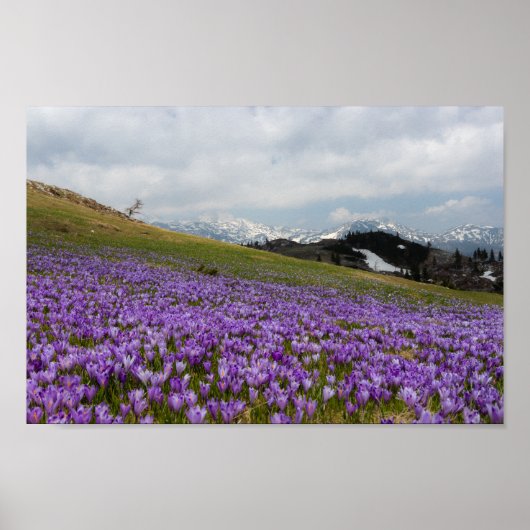 Krokus-Blume in Velika Planina, Slowenien Poster (Vorne)