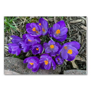Krokus-Blumen benutzerdefinierte Leselernkarten Tischnummer
