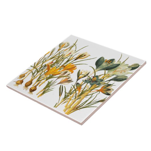 Krokus-Blumen-botanische mit Blumenfliese Fliese (Seite)
