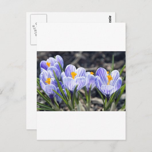 Krokus-Blumen Postkarte (Vorne/Hinten)