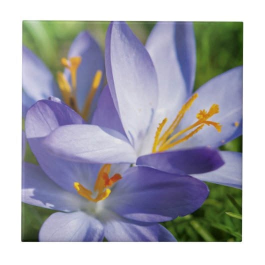 Krokus Fliese (Vorderseite)
