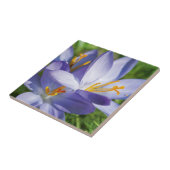 Krokus Fliese (Seite)