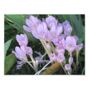 Krokus-Foto Fotodruck