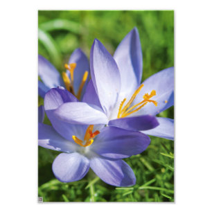 Krokus Fotodruck