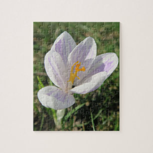 Krokus, Frühling, Blume, Natur, lila, Blüte, Puzzle